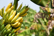 Bananen