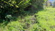Movement on a footpath. Stabilized camera