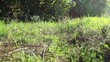 Run on a grass. Animal point view, stabilized camera