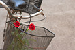 Red roses in basket of old rusty bicycle