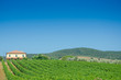Photo: Vineyard on a bright summer day Vineyard on a bright summer day
