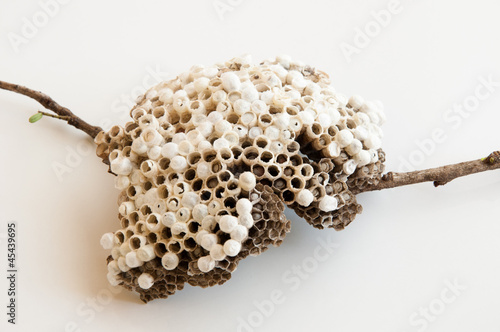 Photo: Wasp's nest Wasp's nest