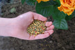 Fertilization of plants