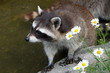 Waschbär