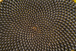 Seeds in sunflower 7