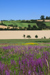 Foto: Naturwiese mit Blutweiderich und Feldgehölze Naturwiese mit Blutweiderich und Feldgehölze