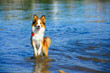 Border collie playing in the water