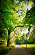 Park in autumn time