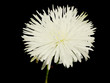 white aster