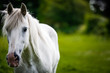White horse (a grey) getting close