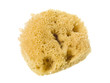 sponge scrubber