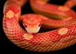 Corn snake
