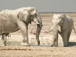 Weiße Elefanten @ African Savanna