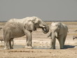 White Elephants @ Waterhole in African Savanna