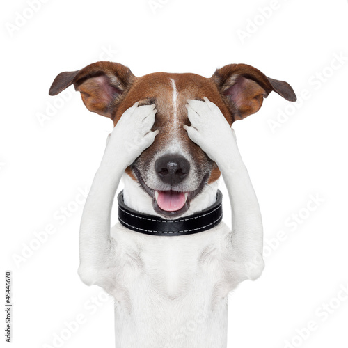 Photo: hiding covering eye dog hiding covering eye dog
