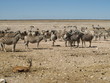 Wildlife @ Etosha Nationalpark