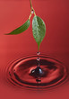 Water droplet falling from a green leaf is creating circles
