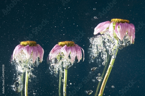 Photo: flower and bubbles in dark blue water flower and bubbles in dark blue water