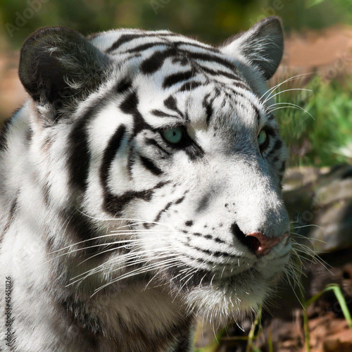 Related Pictures tigre blanc royal les animaux hawaii dermatology ... Related Pictures tigre blanc royal les animaux hawaii dermatology ...