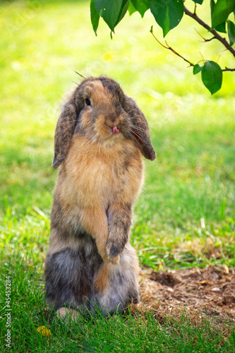 Photo: Cute rabbit enjoying his freedom in the garden Cute rabbit enjoying his freedom in the garden