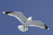 canvas print picture - Seagull | Möwe | Mouette