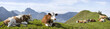 kühe in den bayrischen alpen mit breitenstein im hintergrund