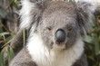 Photo: Koala sits in the Eucalyptus, Australia Koala sits in the Eucalyptus, Australia
