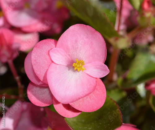 Photo: pink begonia flower plants , selective focus pink begonia flower plants , selective focus