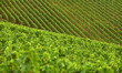 Weinberg