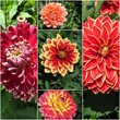 dahlias