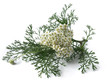 Photo: Yarrow (Achillea Millefolium) Yarrow (Achillea Millefolium)