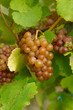 Detail of traminer grapes in vineyard