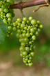 Foto: Detail of traminer grapes in vineyard Detail of traminer grapes in vineyard