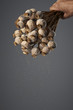 Foto: Poppy seeds falling from bunch of dry poppy heads Poppy seeds falling from bunch of dry poppy heads