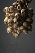 Foto: Poppy seeds falling from bunch of dry poppy heads Poppy seeds falling from bunch of dry poppy heads