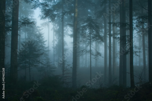 Photo: Magic morning spruce forest Magic morning spruce forest