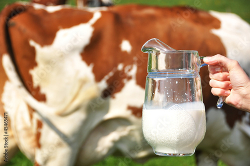 Photo: Jug of milk against herd of cows. Emmental region, Switzerland Jug of milk against herd of cows. Emmental region, Switzerland