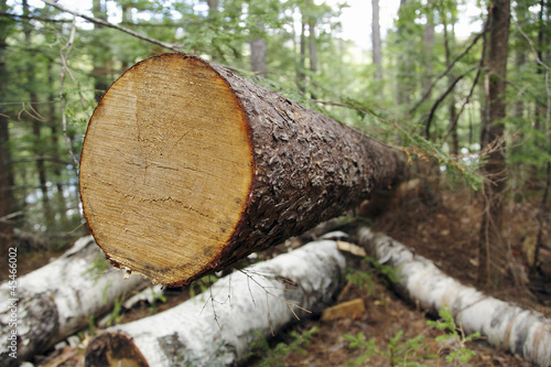 Photo: baum baum