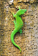 Madagascar day gecko ..