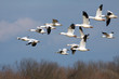 Snow Geese in Flight