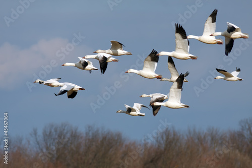 Photo: Snow Geese in Flight Snow Geese in Flight