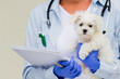 Friendly veterinary and lovely labrador puppy