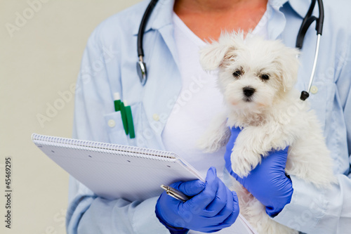 Photo: Friendly veterinary and lovely labrador puppy Friendly veterinary and lovely labrador puppy