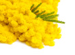 mimosa