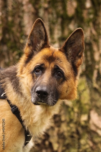 Photo: nachdenklicher schäferhund nachdenklicher schäferhund
