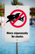 Photo: No sharks No sharks