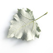 canvas print picture - Blatt, Silberpappel, Populus alba