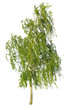 white birch isolated on white background