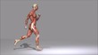 Anatomie