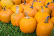 orange pumpkins